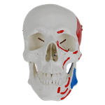 Cranio-Numerado-c--Origem-e-Insercao-Muscular-2-partes-Center-Medical4