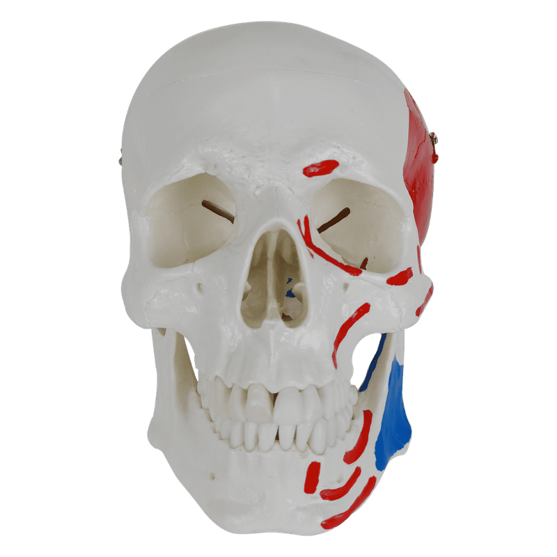 Cranio-Numerado-c--Origem-e-Insercao-Muscular-2-partes-Center-Medical4