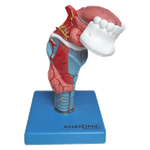 Laringe-com-Lingua-e-Dentes-em-5-Partes-Center-Medical1