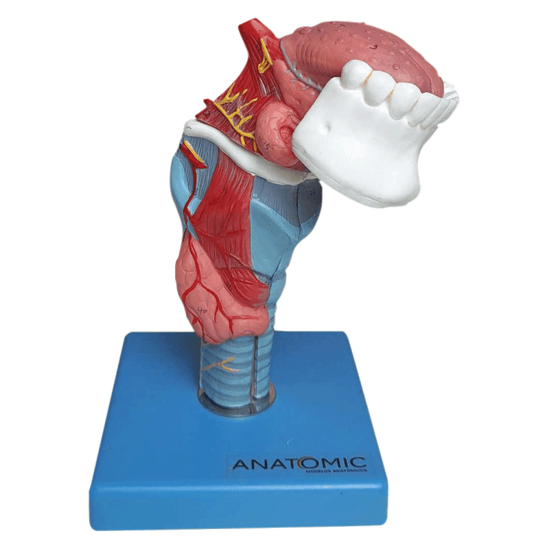 Laringe-com-Lingua-e-Dentes-em-5-Partes-Center-Medical1