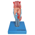 Laringe-com-Lingua-e-Dentes-em-5-Partes-Center-Medical2