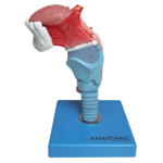 Laringe-com-Lingua-e-Dentes-em-5-Partes-Center-Medical3