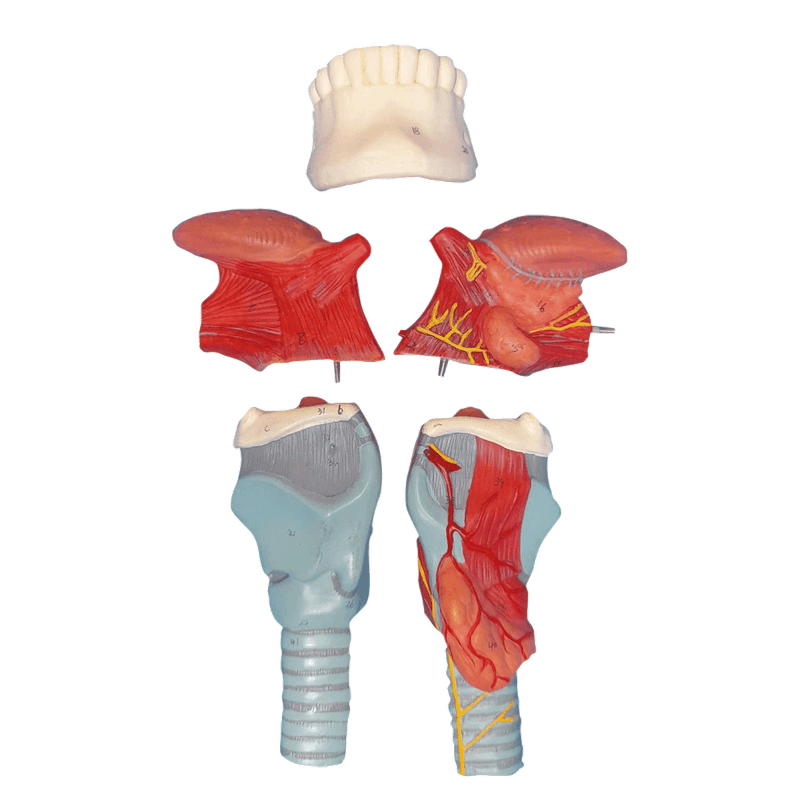 Laringe-com-Lingua-e-Dentes-em-5-Partes-Center-Medical4
