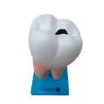 dente-molar-ampliado-anatomic-saudavel-e-com-caries.centermedical.com.br2