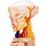Modelo-Anatomico-Esqueleto-Humano-c--Nervos-e-Vasos-Sanguineos-85-cm-Center-Medical