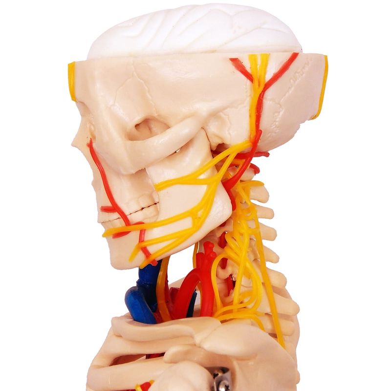 Modelo-Anatomico-Esqueleto-Humano-c--Nervos-e-Vasos-Sanguineos-85-cm-Center-Medical