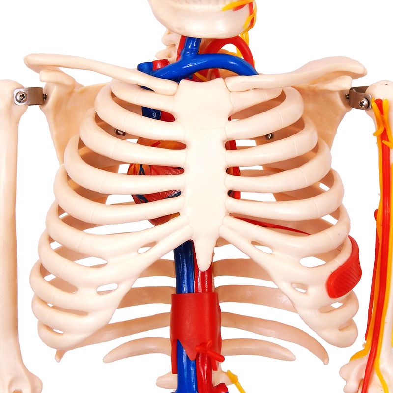 Modelo-Anatomico-Esqueleto-Humano-c--Nervos-e-Vasos-Sanguineos-85-cm-Center-Medical1