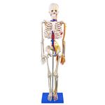Modelo-Anatomico-Esqueleto-Humano-c--Nervos-e-Vasos-Sanguineos-85-cm-Center-Medical2