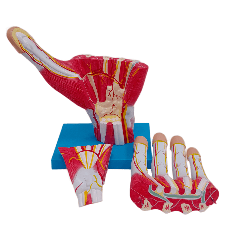 Mao-Muscular-Ampliada-em-03-Partes-Center-Medical1