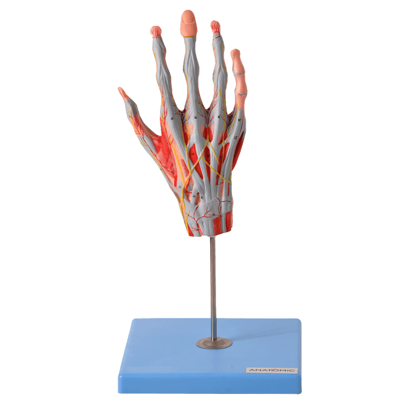 Mao-Muscular-c--Principais-Nervos-e-Vasos-5-Partes-Center-Medical2