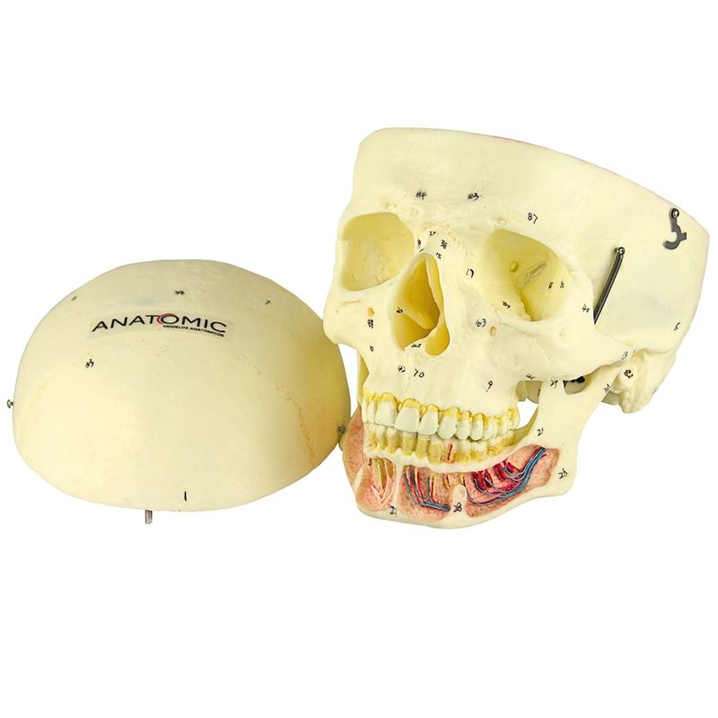 cranio-classico-com-mandibula-aberta.centermedical.com.br