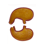 Estomago-com-02-Partes-Center-Medical1