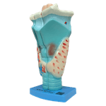 laringe-ampliada-em-3-partes.centermedical.com.br