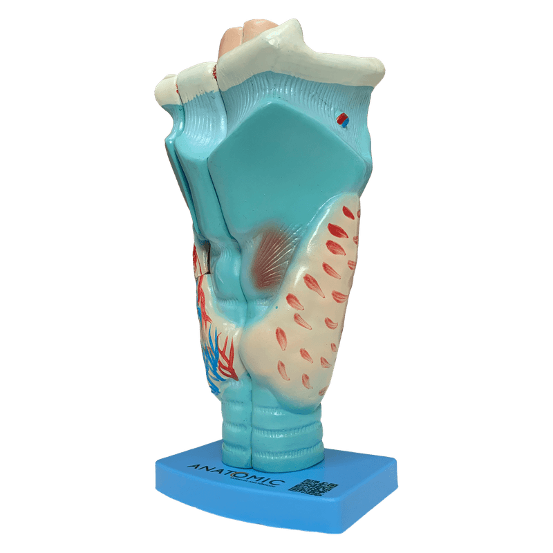 laringe-ampliada-em-3-partes.centermedical.com.br