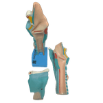 laringe-ampliada-em-3-partes.centermedical.com.br3