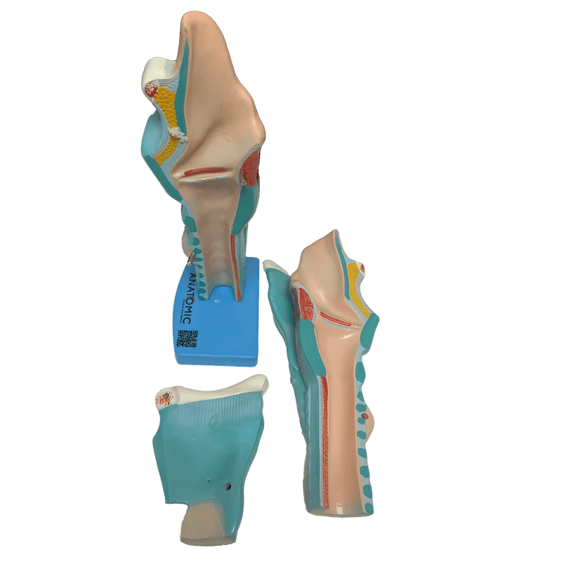 laringe-ampliada-em-3-partes.centermedical.com.br3