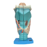 laringe-ampliada-em-3-partes.centermedical.com.br4