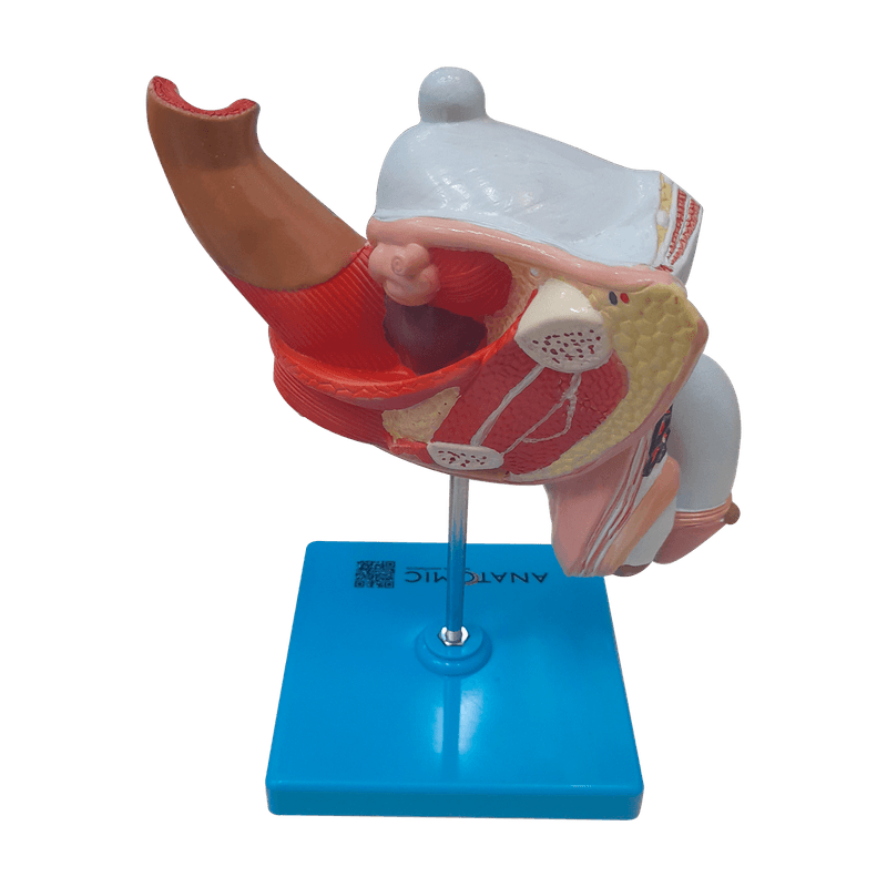 Patologias-do-Sistema-Urogenital-Masculino-Center-Medical