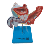Patologias-do-Sistema-Urogenital-Masculino-Center-Medical1