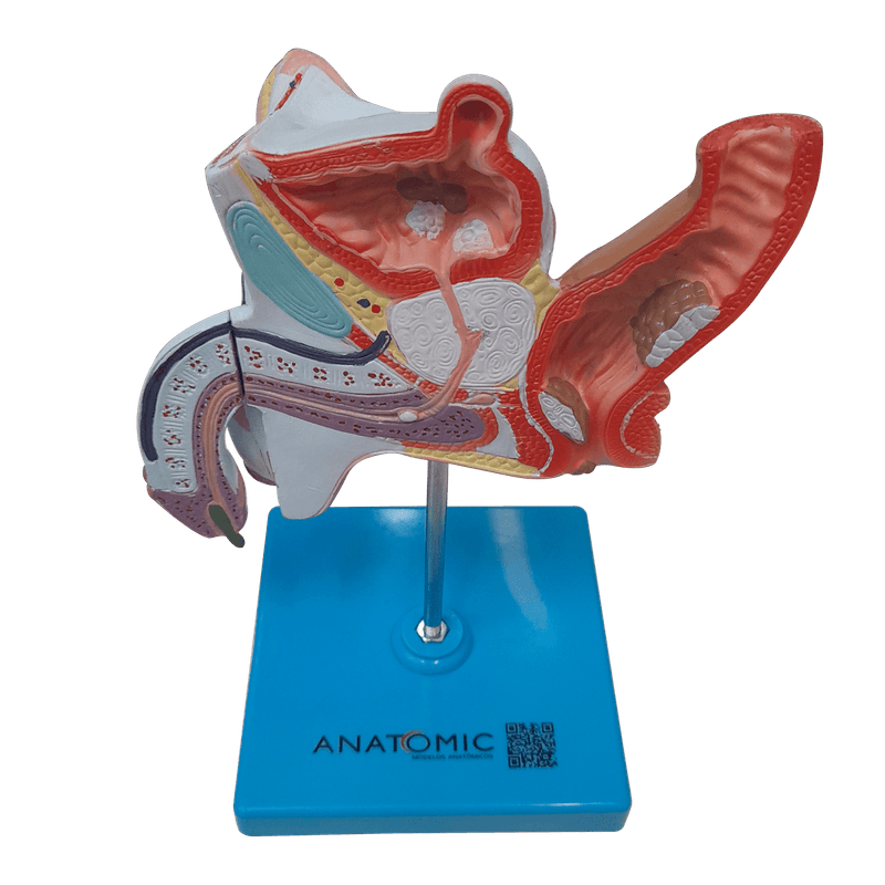 Patologias-do-Sistema-Urogenital-Masculino-Center-Medical1