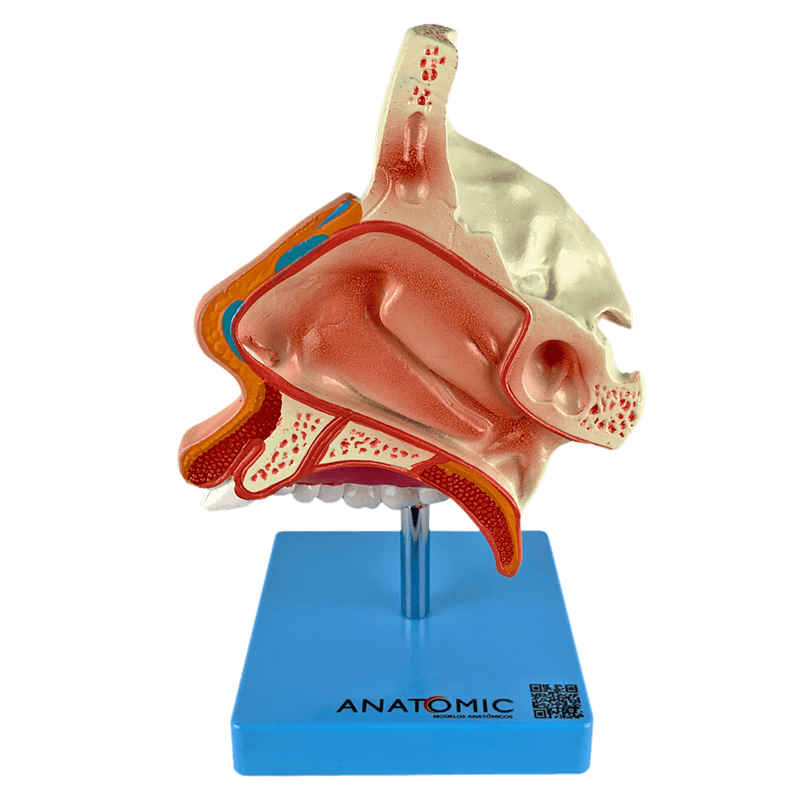 Nariz-com-Arcada-Dentaria-Center-Medical1