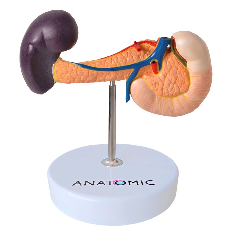 modelo-de-pancreas-anatomic..centermedical.com.br--1-