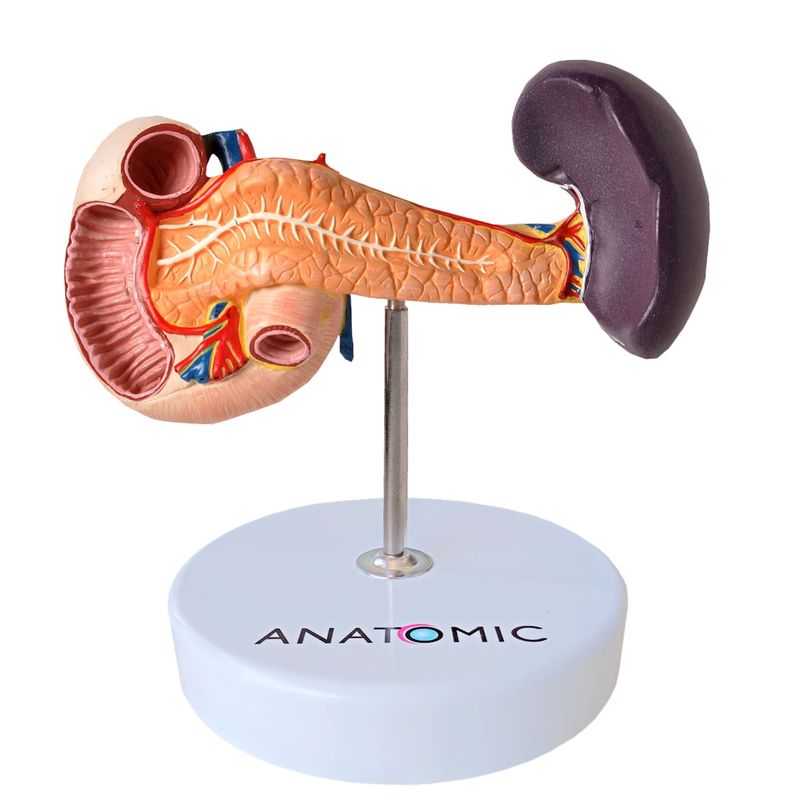 modelo-de-pancreas-anatomic..centermedical.com.br1