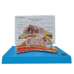 modelo-de-mama-com-patologias-anatomic.centermedical.com.br2