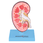 Rim-com-Patologias-Center-Medical