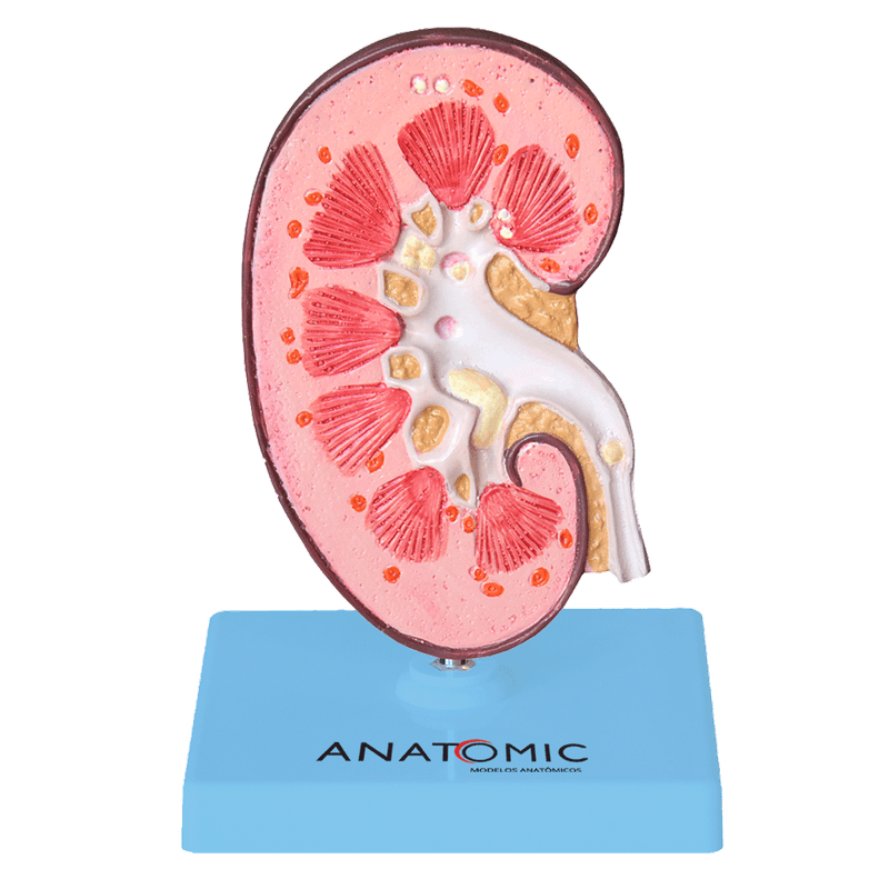 Rim-com-Patologias-Center-Medical