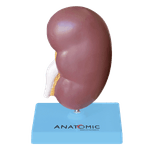 Rim-com-Patologias-Center-Medical1