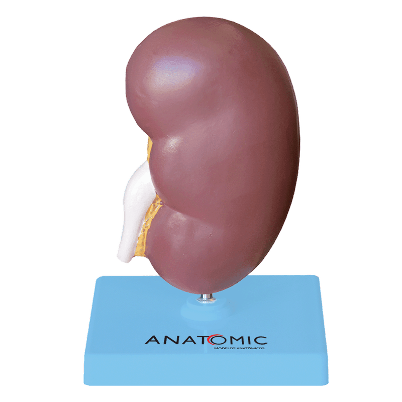 Rim-com-Patologias-Center-Medical1