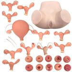 Simulador-Ginecologico-com-Utero-Saudavel-e-Patologicos-Center-Medical