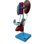 Sistema-Urinario-Feminino-Center-Medical