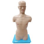 Torso-em-Disco-Corte-Axial-em-20-Partes-Center-Medical