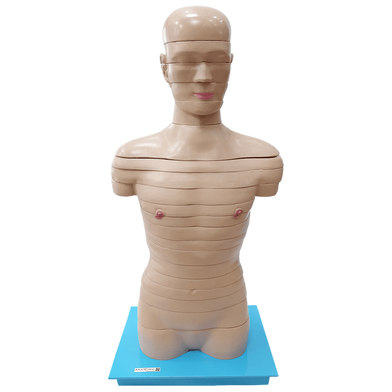 Torso-em-Disco-Corte-Axial-em-20-Partes-Center-Medical