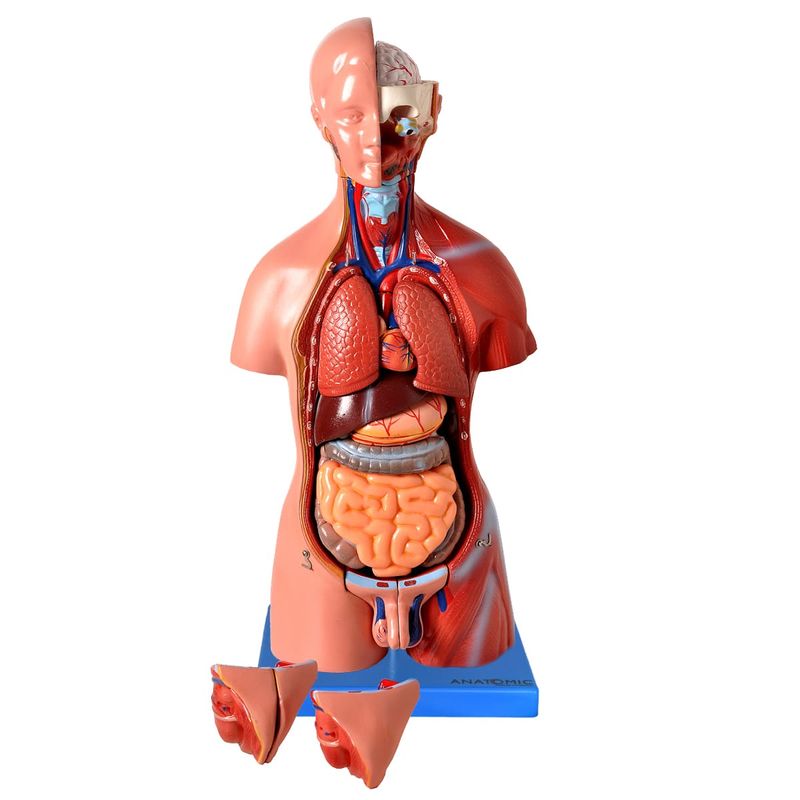 25-partes-Center-Medical