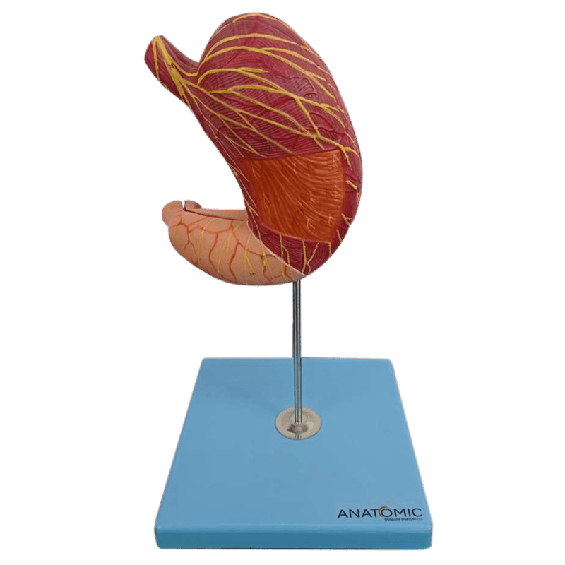 Estomago-Luxo-em-2-partes-Center-Medical