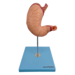Estomago-Luxo-em-2-partes-Center-Medical