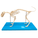 esqueleto-de-gato-em-resina.centermedical.com.br