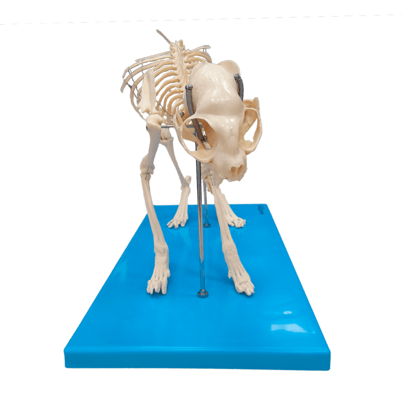 esqueleto-de-gato-em-resina.centermedical.com.br