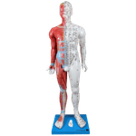 Modelo-de-Acupuntura-de-85-cm-Masculino-Center-Medical