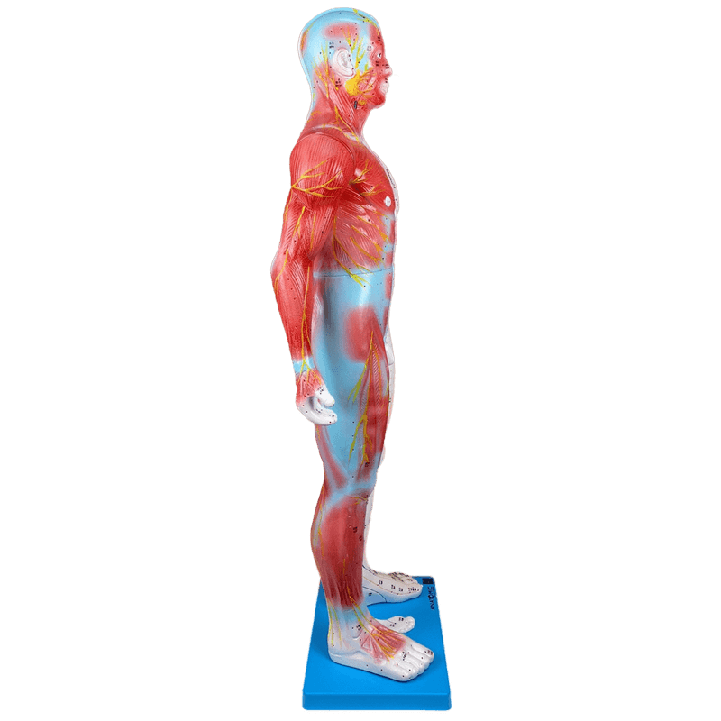 Modelo-de-Acupuntura-de-85-cm-Masculino-Center-Medical