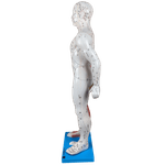 Modelo-de-Acupuntura-de-85-cm-Masculino-Center-Medical