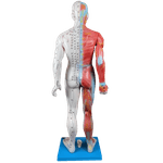 Modelo-de-Acupuntura-de-85-cm-Masculino-Center-Medical