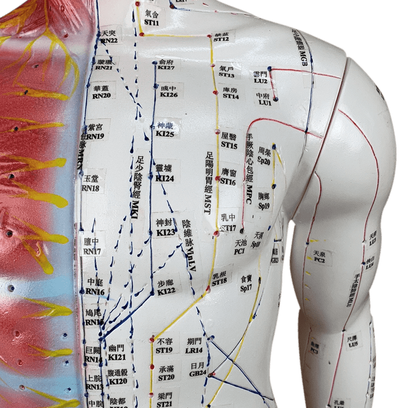 Modelo-de-Acupuntura-de-85-cm-Masculino-Center-Medical