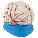 Cerebro-com-Arterias-em-8-Partes-Center-Medical