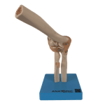 Articulacao-do-Cotovelo-com-Ligamentos-Center-Medical