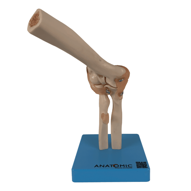 Articulacao-do-Cotovelo-com-Ligamentos-Center-Medical
