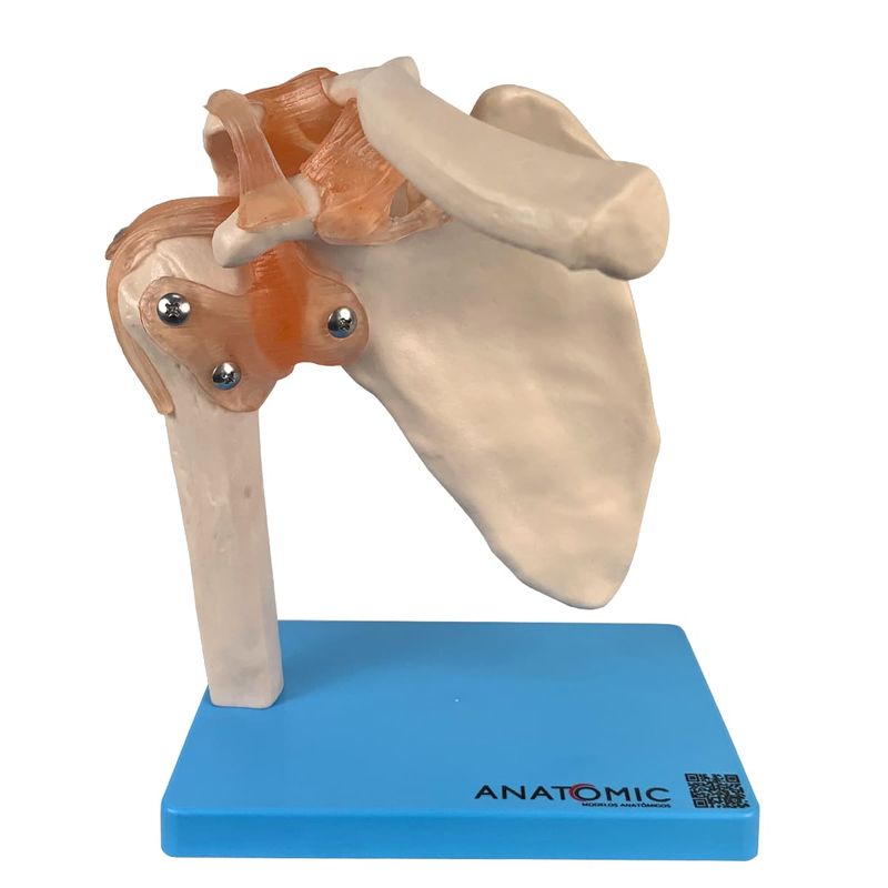 Articulacao-do-Ombro-com-Ligamentos-Center-Medical